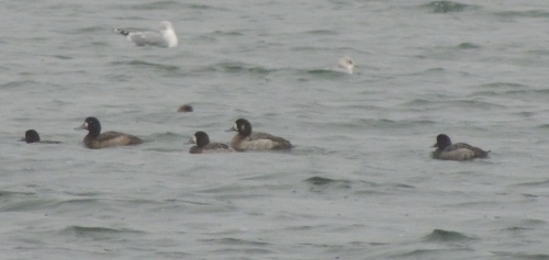 GREATER SCAUP-HORNSEA MERE